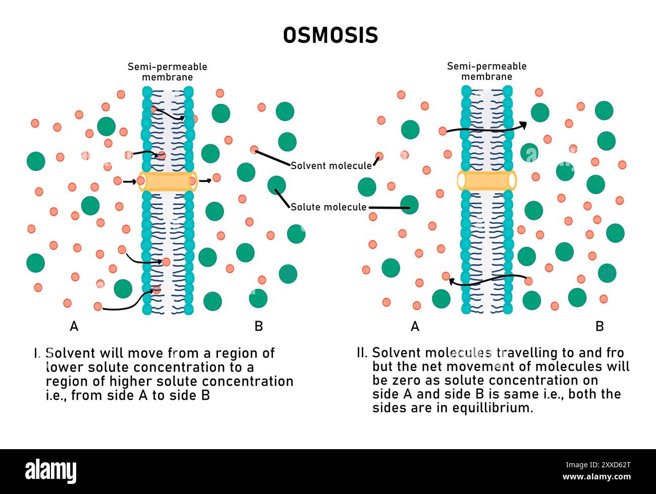 Osmosi, illustrazione. L'osmosi è un tipo di trasporto passivo in cui le molecole di solventi passano da una bassa concentrazione di soluto ad un'alta concentrazione di soluto, passando attraverso una membrana semipermeabile. Nel caso delle cellule, il solvente è acqua. Il movimento dell'acqua fuori dalla cellula è chiamato esomosi e il movimento nella cellula è chiamato endosmosi. Foto Stock