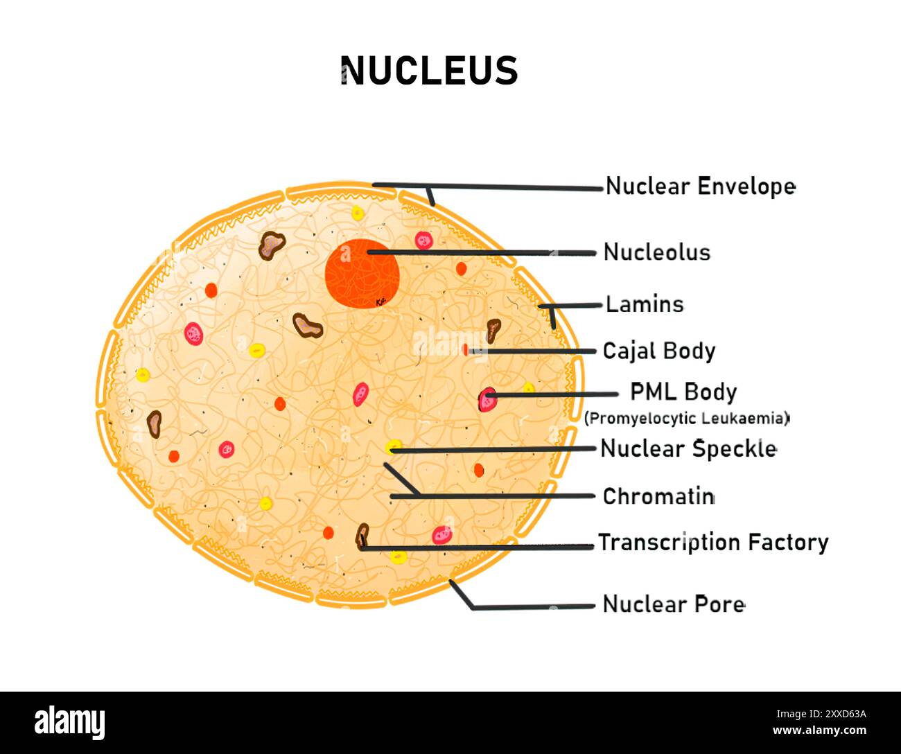 Scomparti nucleari, illustrazione. Le cellule eucariotiche hanno una compartimentazione nucleare di cromatina, RNA (acido ribonucleico), fattori di trascrizione ed enzimi. Foto Stock