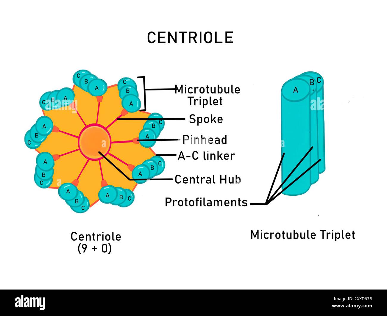 Struttura di un centriolo, illustrazione. Un centriolo è un'organella cilindrica che è una componente del centrosoma (centri organizzatori microtubuli). I centrioli sono composti da tubulina proteica e svolgono un ruolo importante nell'organizzazione dei microtubuli durante la divisione cellulare. Foto Stock
