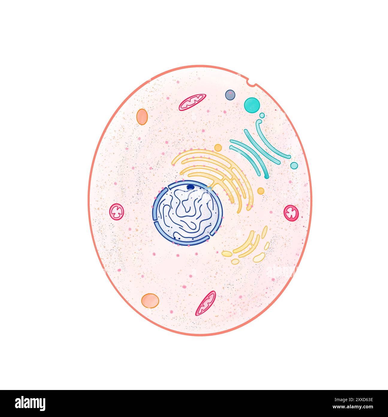 Cella animale, illustrazione. Le cellule animali sono cellule eucariotiche (il cui nucleo è legato da una membrana nucleare). Foto Stock