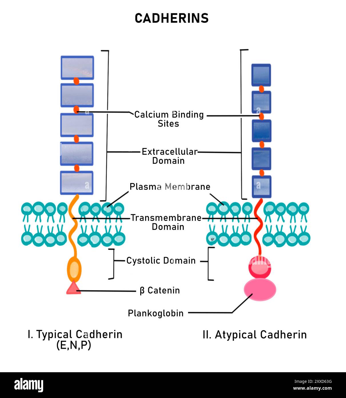 Cadherins, illustrazione. Le cadherine sono un tipo di molecola di adesione cellulare (CAM). Si tratta di proteine a membrana integrale di classe 1 e sono di due tipi: Cadherine tipiche (e, N, P cadherine) o cadherine atipiche (desmocoillina e desmogleina), a seconda delle proteine intracellulari che legano. Foto Stock