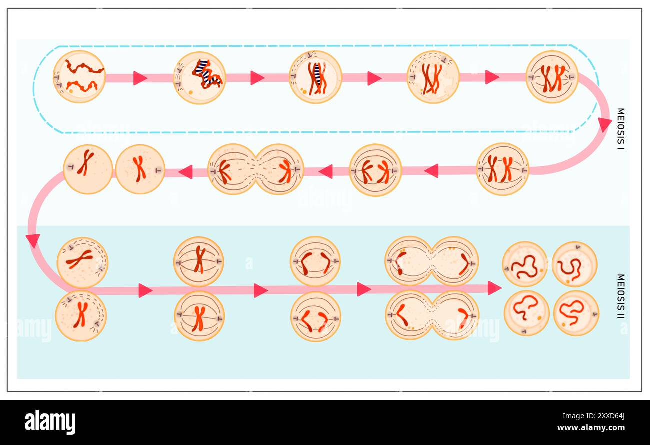 Meiosi, illustrazione. La meiosi è il processo mediante il quale una singola cellula si divide due volte per formare quattro cellule figlie aploidi. Foto Stock