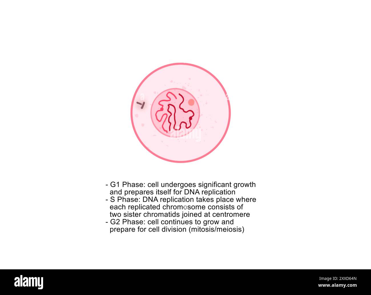 Interfase, illustrazione. Durante l'interfase, la cellula cresce e il DNA nucleare (acido deossiribonucleico) viene duplicato. I singoli cromosomi non sono visibili e la cromatina appare diffusa e disorganizzata. Foto Stock