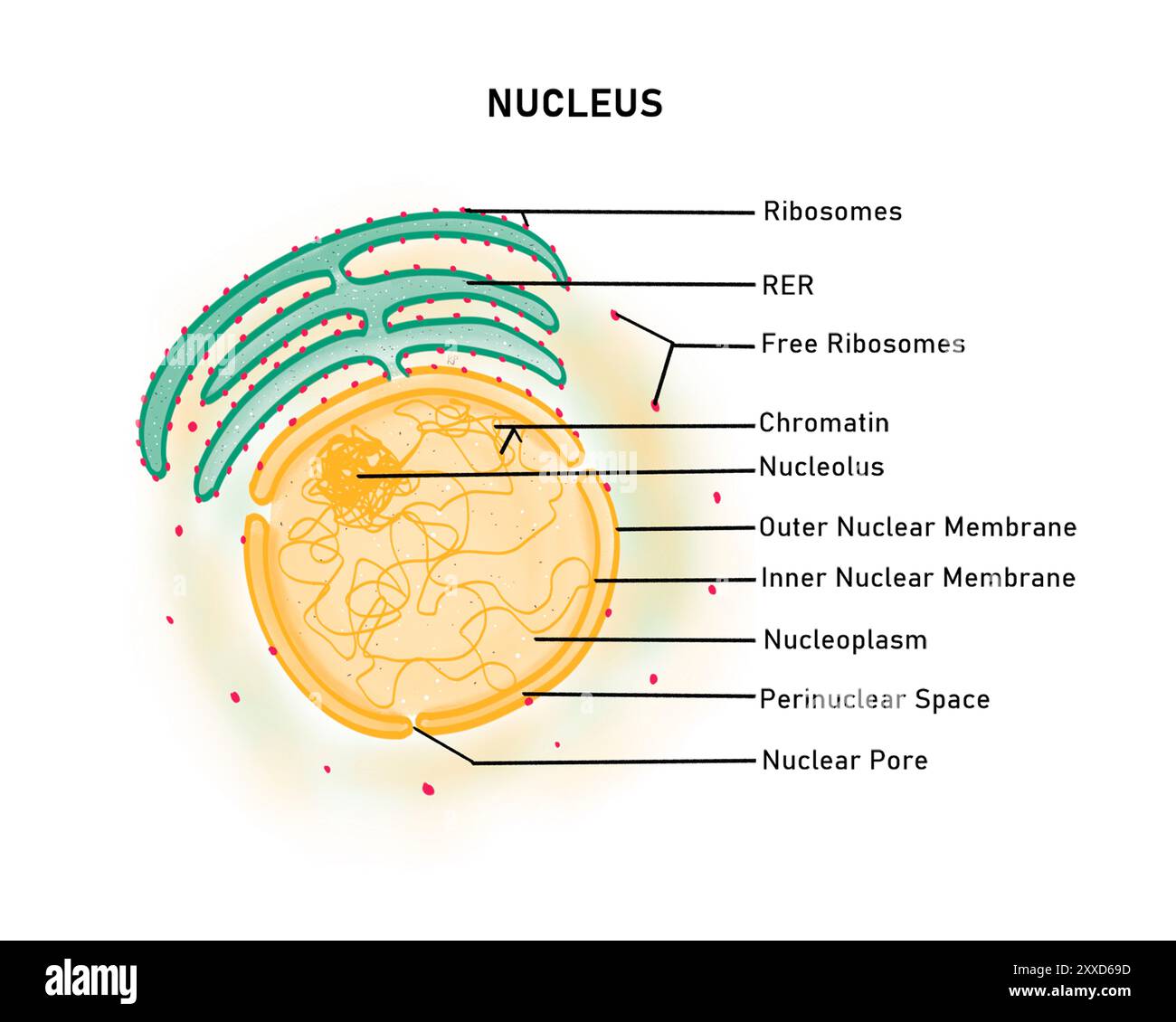 Nucleo, illustrazione. Il nucleo è un organelle legato a doppia membrana che contiene il materiale genetico. È racchiusa da un involucro nucleare con numerosi pori. Il nucleo contiene anche RNA (acido ribonucleico), nucleolo, nucleoplasma, diversi enzimi e proteine. Foto Stock