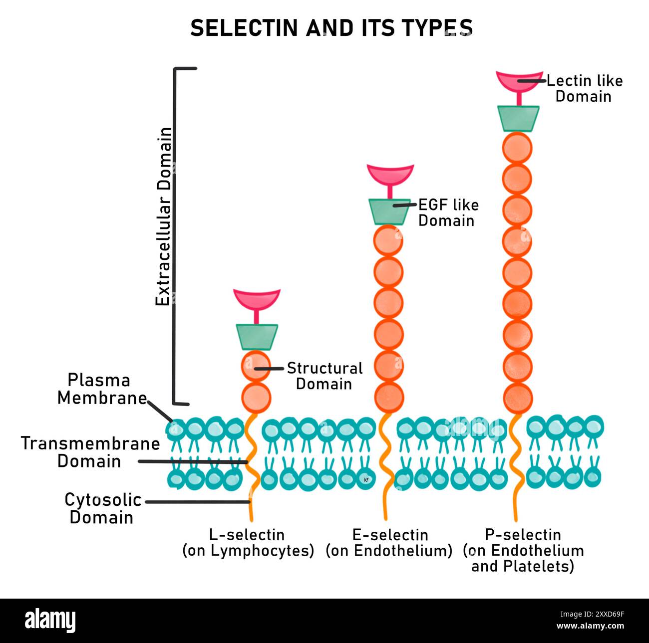 Selezioni, illustrazione. Le selezioni sono un tipo di molecola di adesione cellulare dipendente dal calcio (CAM). Partecipano all'adesione ai carboidrati presenti sulla superficie di altre cellule e all'adesione eterofila. È noto che prendono parte alla funzione linfociti. Foto Stock