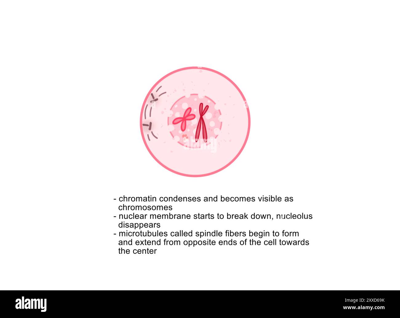 Profase, illustrazione. La profase è la prima fase della mitosi, il processo che separa il materiale genetico duplicato trasportato nel nucleo di una cellula madre in due cellule figlie identiche. Foto Stock