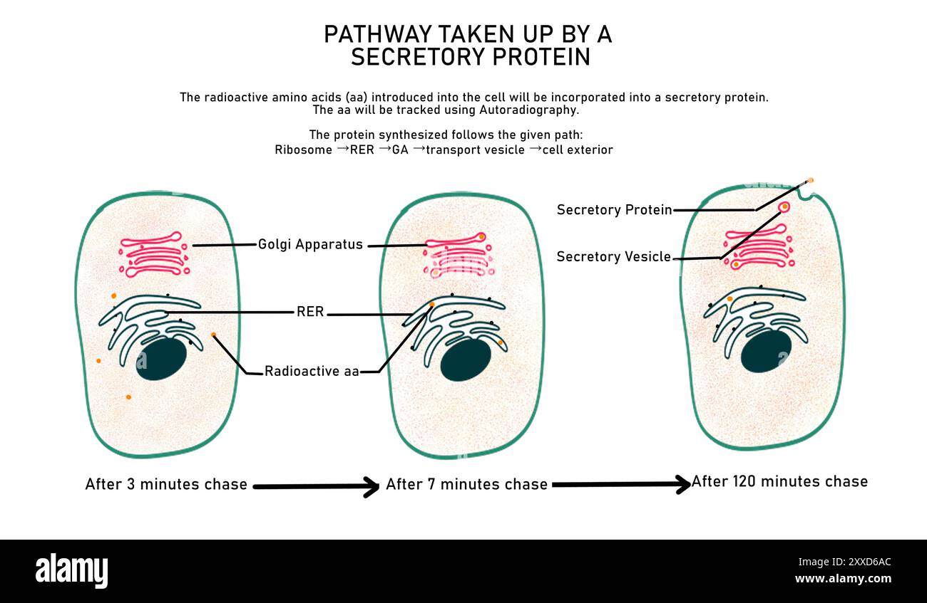 Illustrazione che mostra il percorso intrapreso da una proteina secretiva dopo che è stata sintetizzata. Si spostano dal citoplasma al reticolo endoplasmatico, all'apparato di Golgi, al trasporto della vescicola e infine all'esterno della cellula. Foto Stock