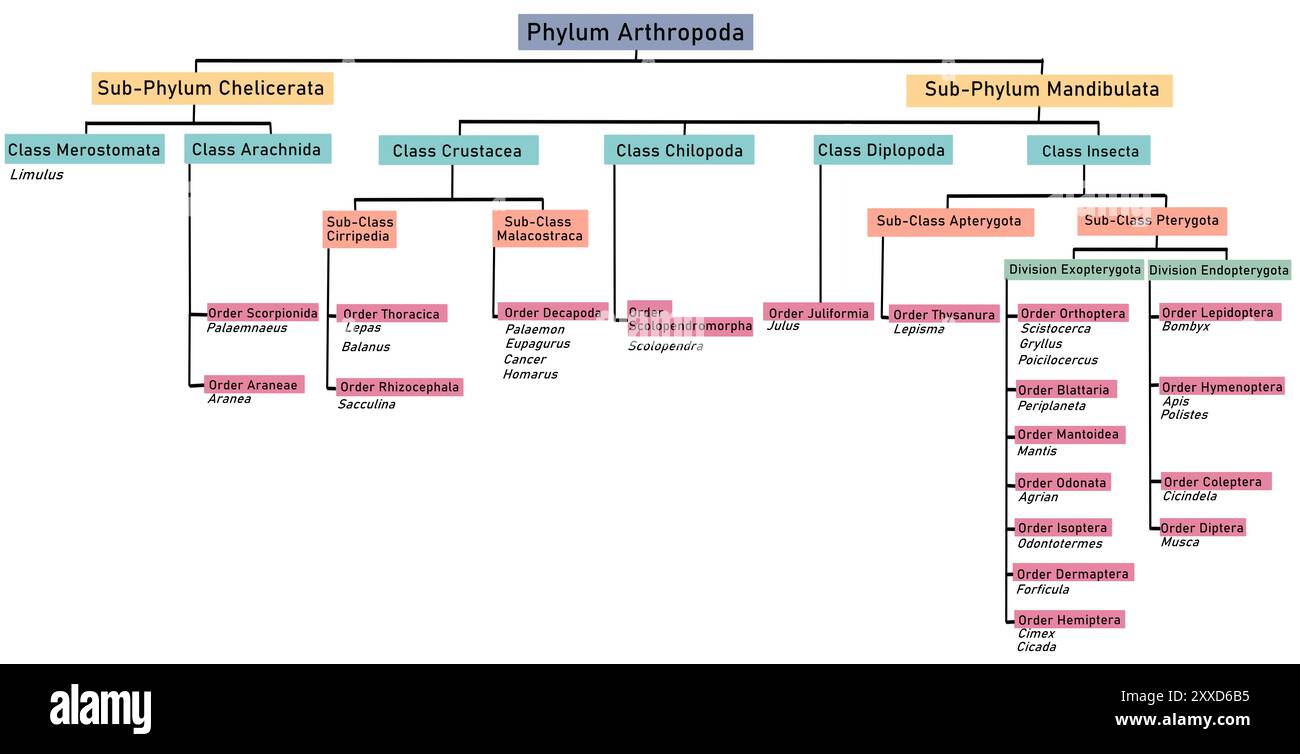 Classificazione phylum Arthropoda, illustrazione. Foto Stock