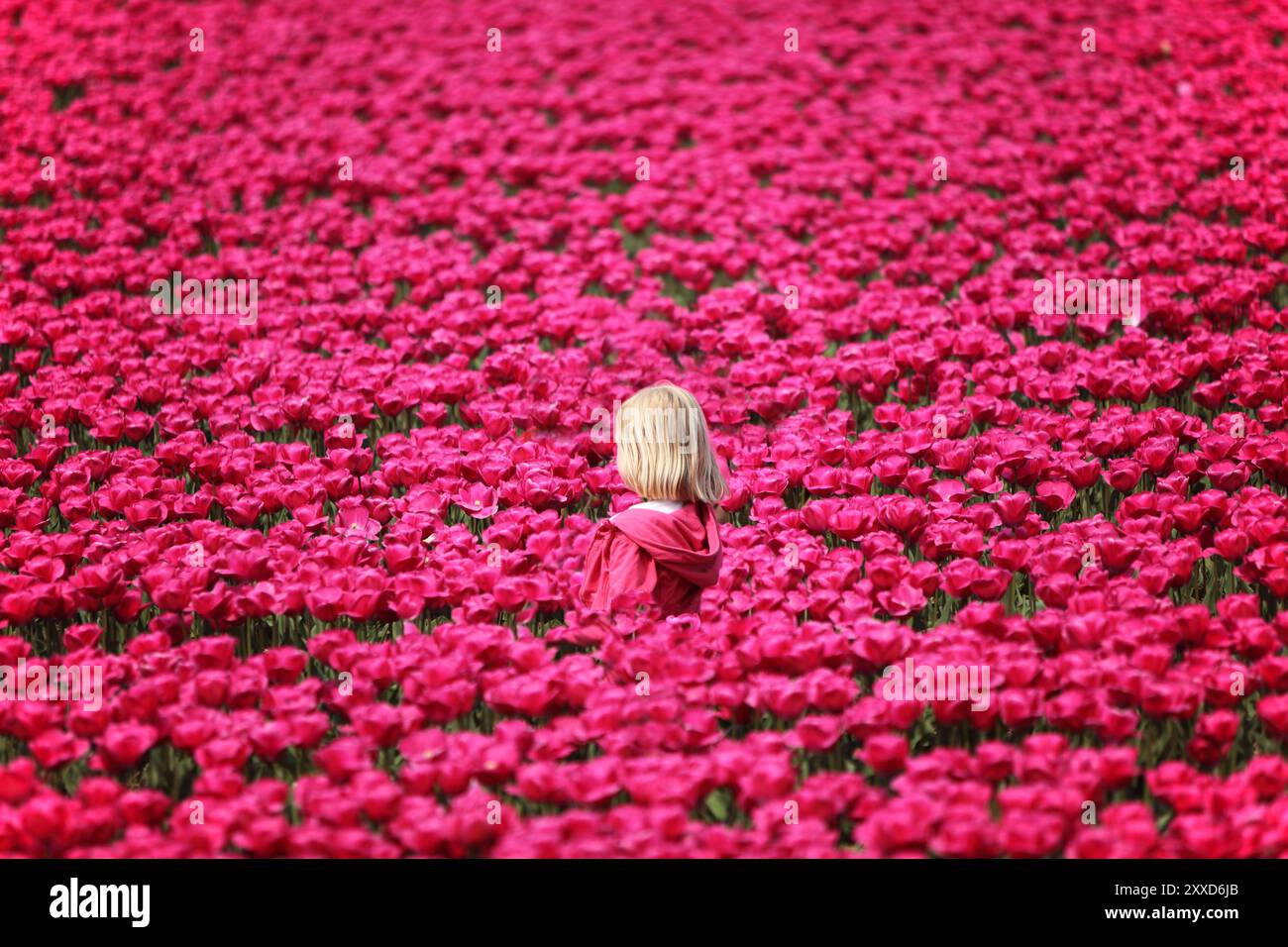 Bambino biondo in un campo di tulipani, Paesi Bassi Foto Stock