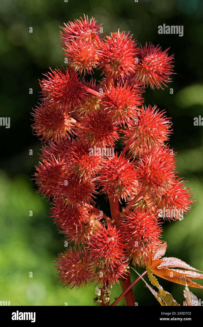 Albero miracoloso Foto Stock