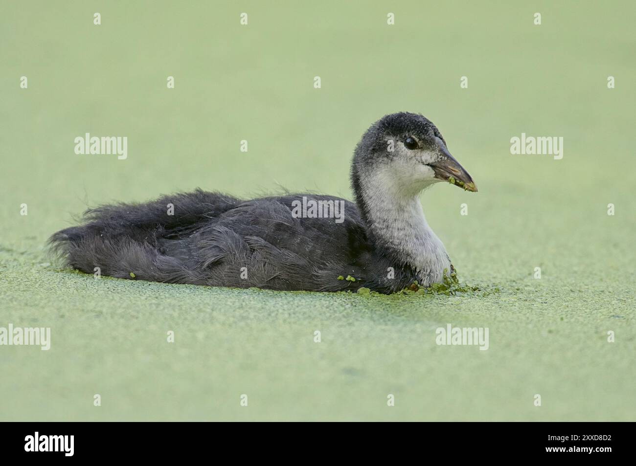 Water Rail, Young Bird Foto Stock