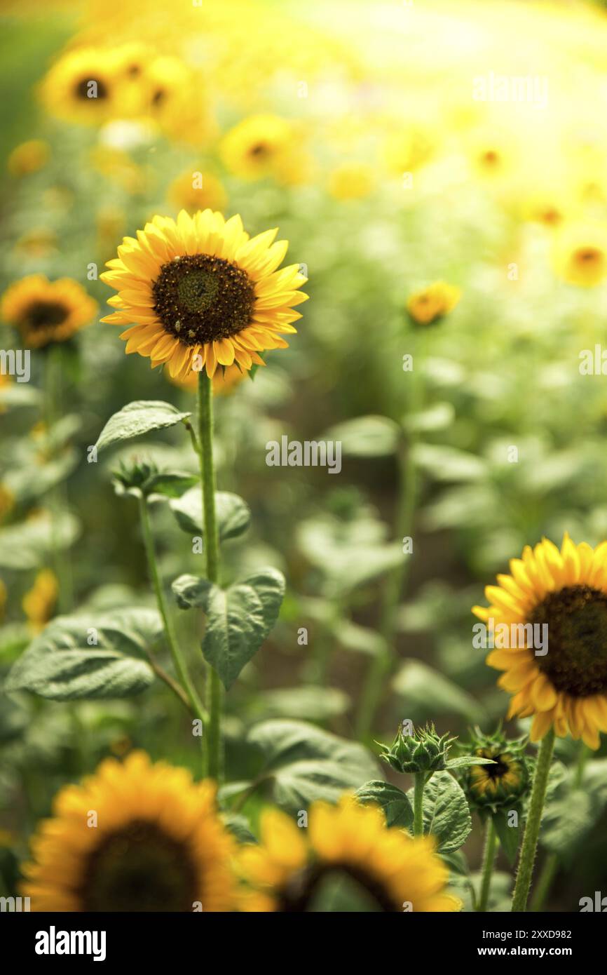 Campo di girasoli in fiore, estate Foto Stock