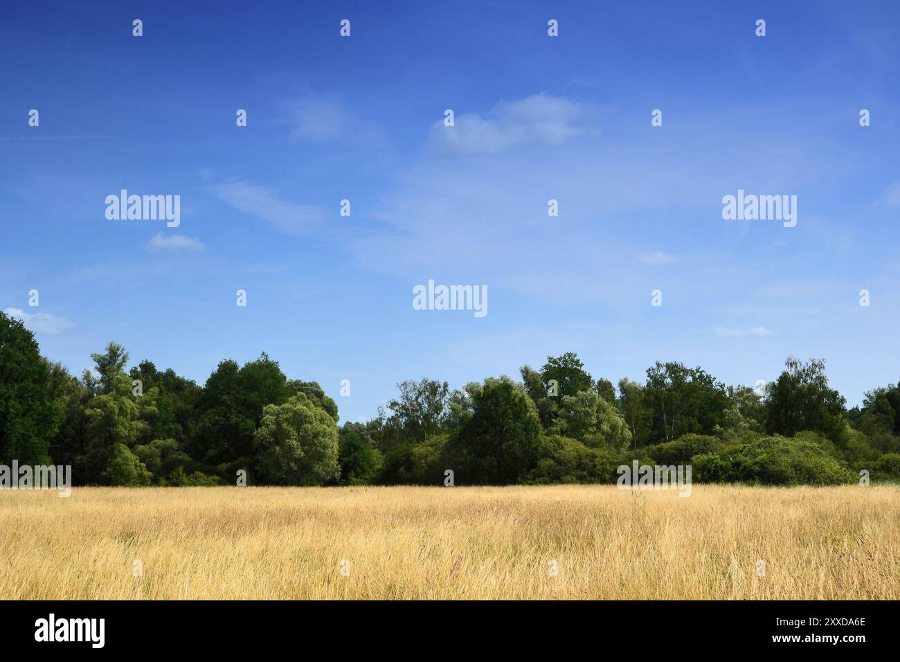 Un paesaggio naturale nel Brandeburgo Foto Stock