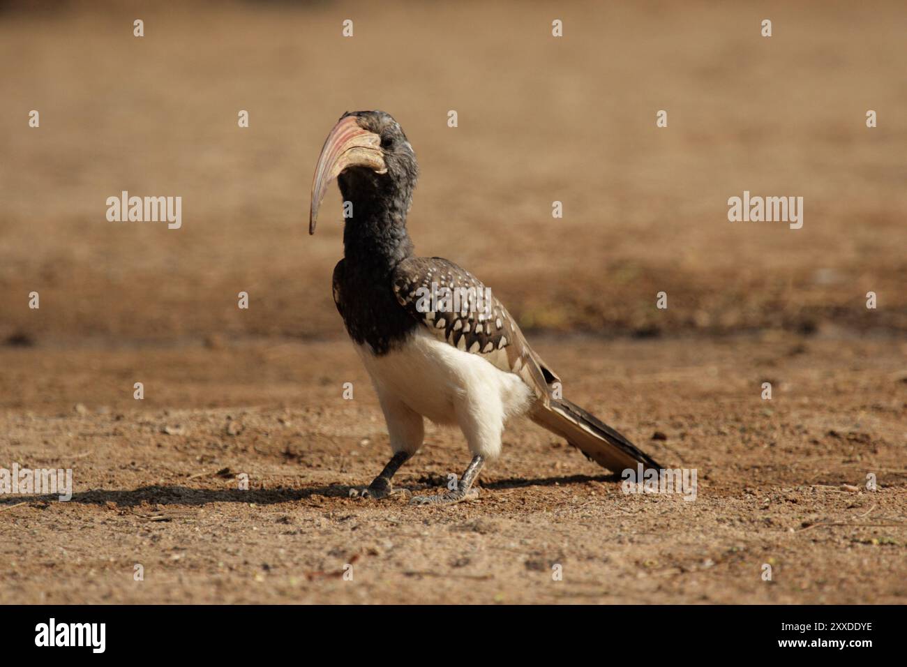 Un buco di monteiro (Tockus monteiri) seduto a terra, l'Hornbill di Monteiro seduto a terra Foto Stock