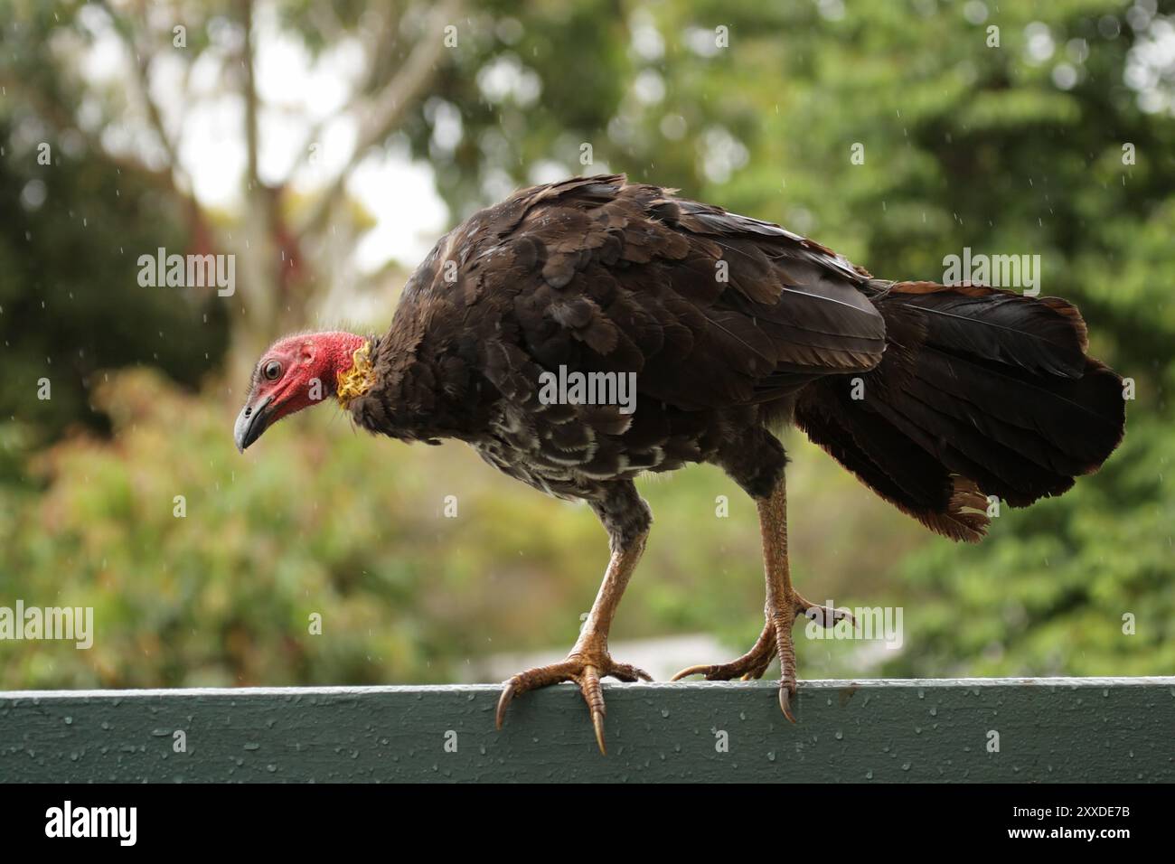 Tacchino australiano (Alectura lathami) seduto su una recinzione sotto la pioggia nel Lamington National Park, Queensland, Australia. Australian Brush-turke Foto Stock