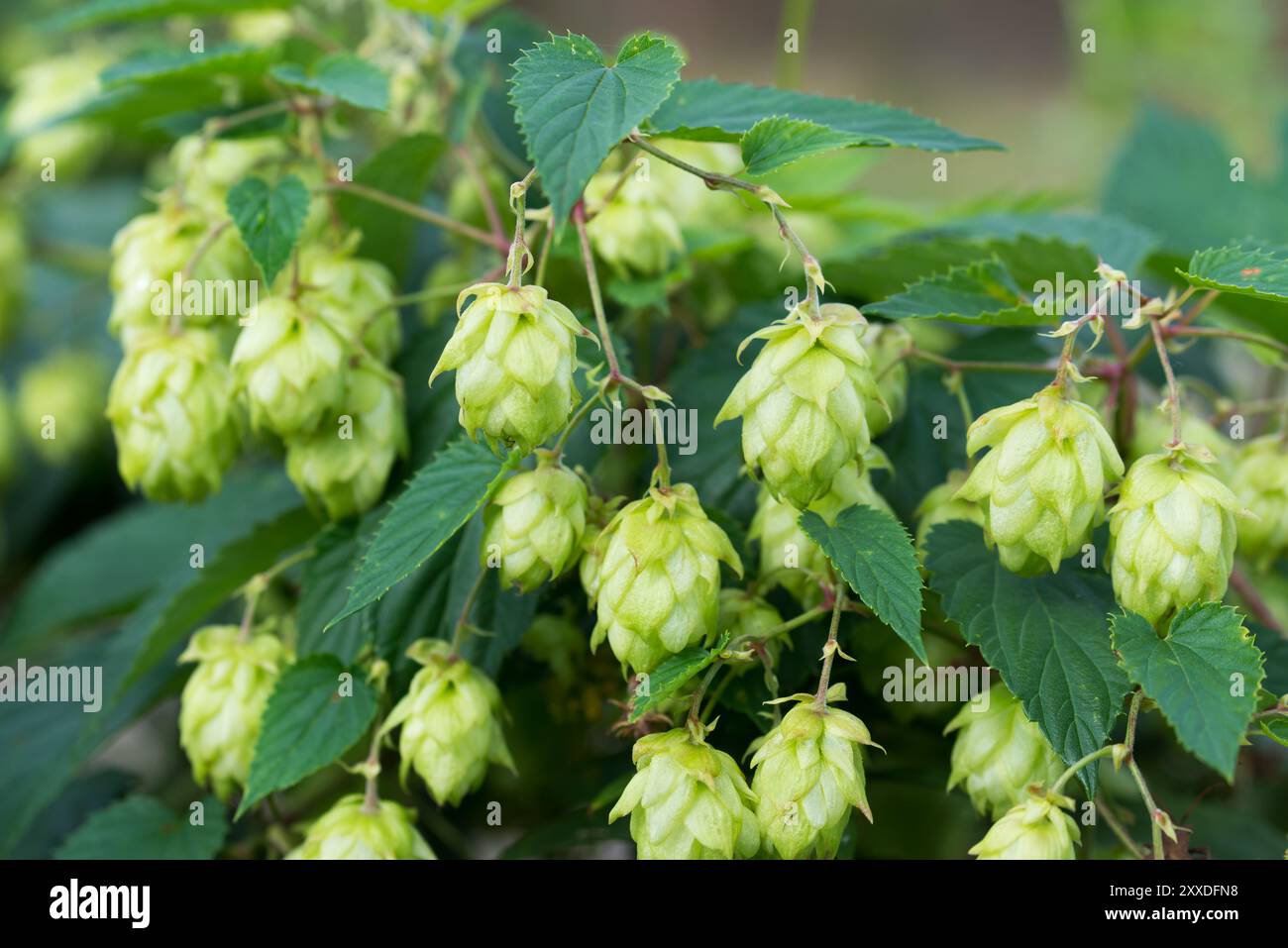 Luppolo comune, Humulus lupulus fiori femminili verdi primo piano fuoco selettivo Foto Stock