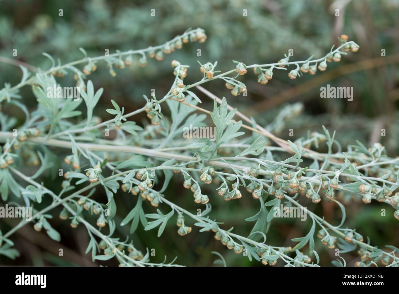 Artemisia absinthium, legno comune nel primo piano del prato Foto Stock