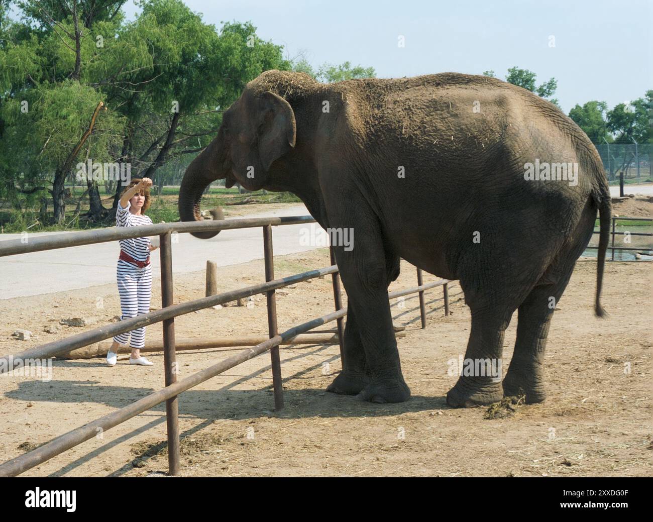 Stefanie potenzia nutrendo l'elefante con il braccio sollevato Foto Stock