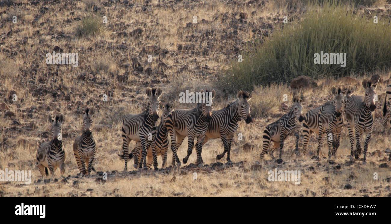 Zebre di montagna (Equus zebra hartmannae), nota anche come zebra di Hartmann, la sottospecie di zebra originaria degli altopiani della Namibia. Zebre montane (a Foto Stock