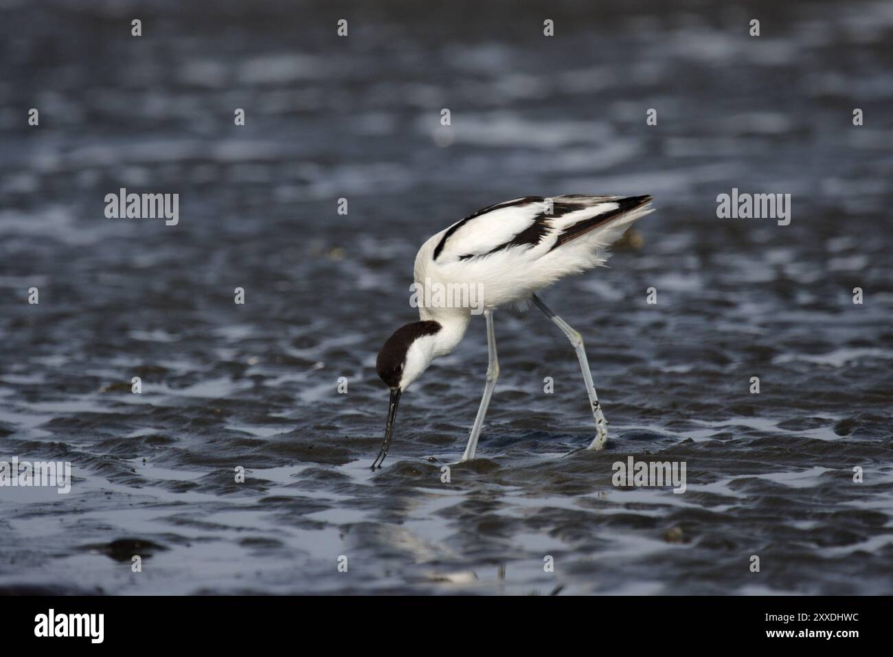 Avoceto con capsula nera (Recurvirostra avosetta), Pied Avocet Foto Stock