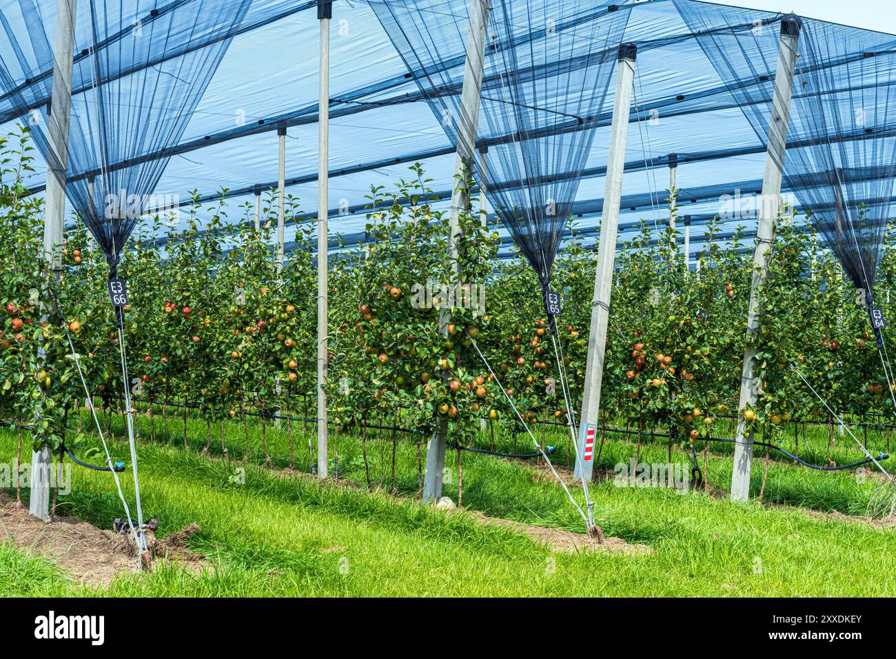 Le moderne tecniche di coltivazione vengono impiegate in questa mela ad alta tecnologia vicino a Meaford, Ontario, per aumentare la produttività. Foto Stock