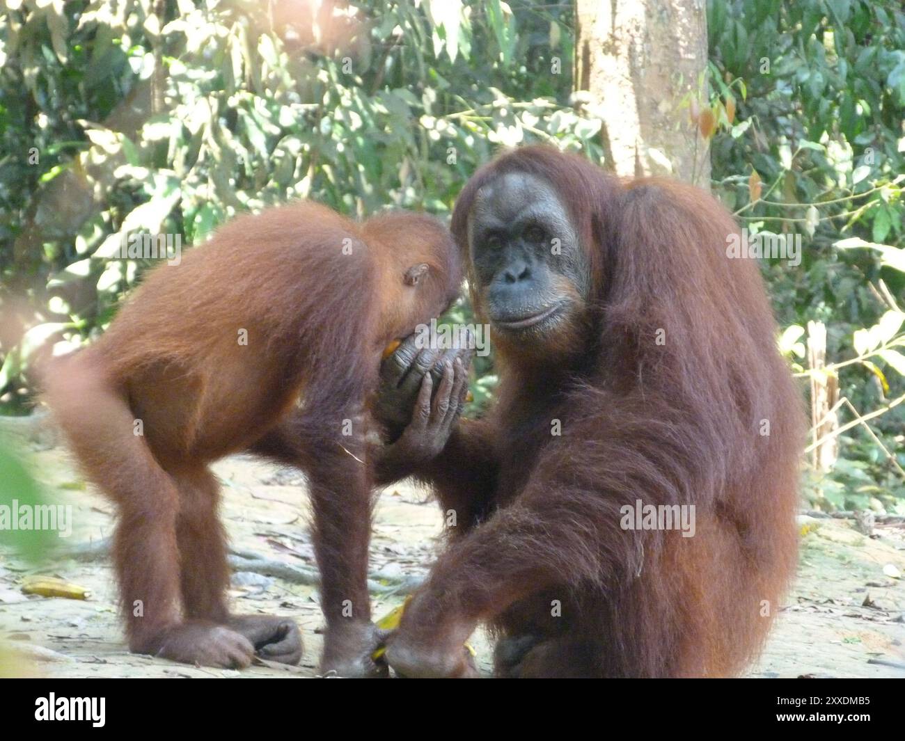 Orangutan selvatico che dà da mangiare a un bambino nella foresta di North Sumatra Foto Stock