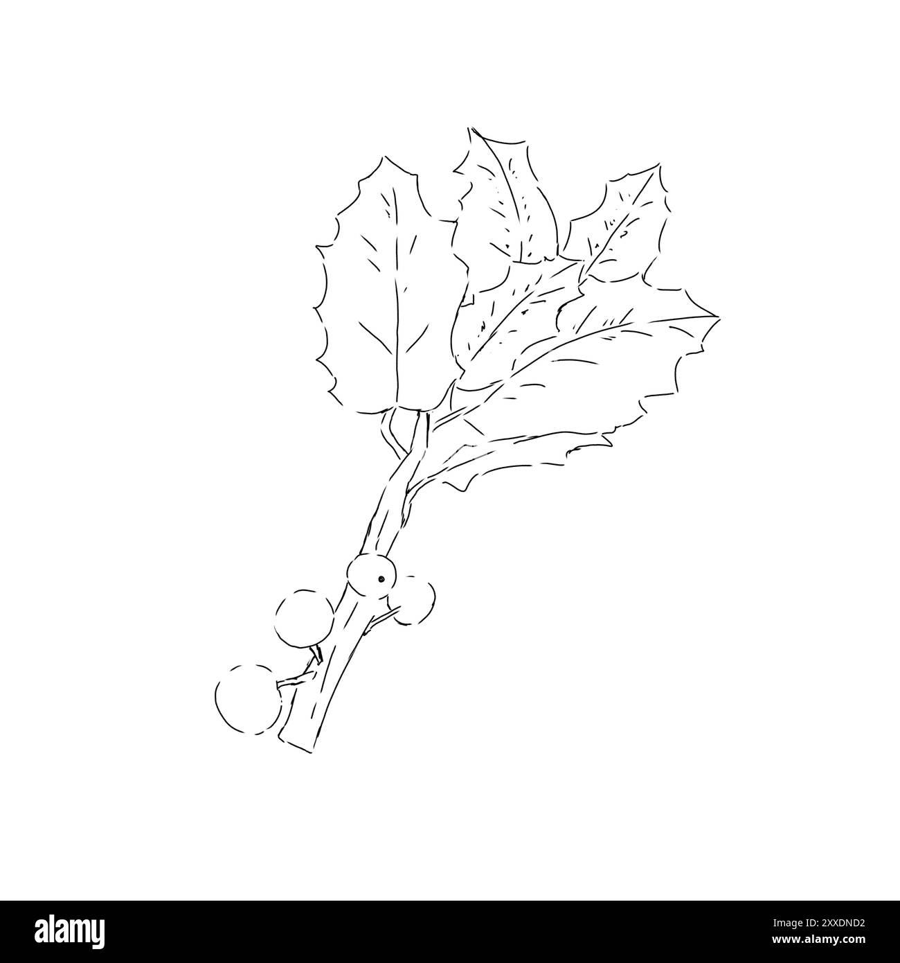 Ciuffo di agnello con bacche rosse e foglie illustrazione in bianco e nero Foto Stock