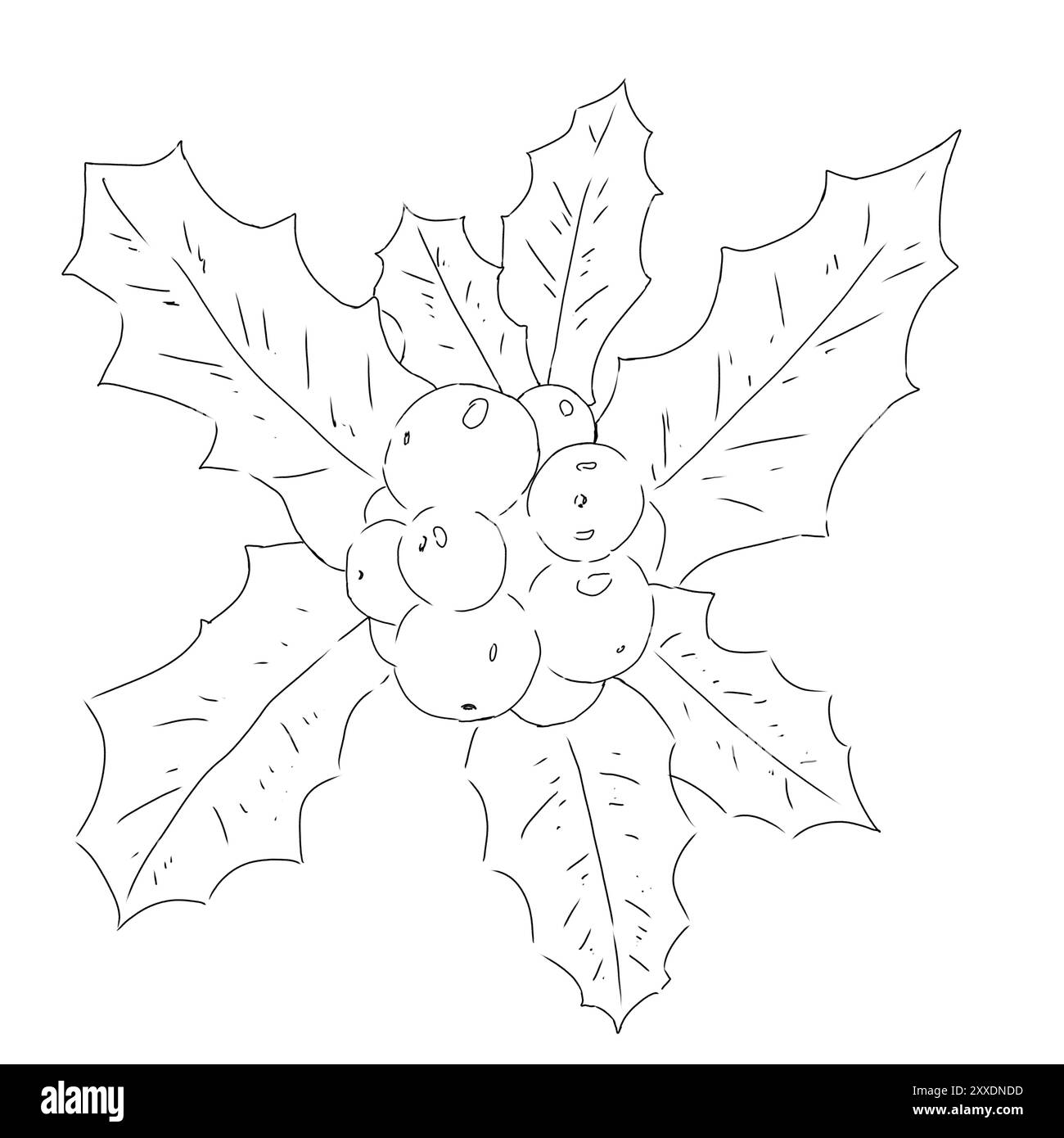 Foglie di agnello con le bacche rotonde, illustrazione a linee bianche e nere Foto Stock