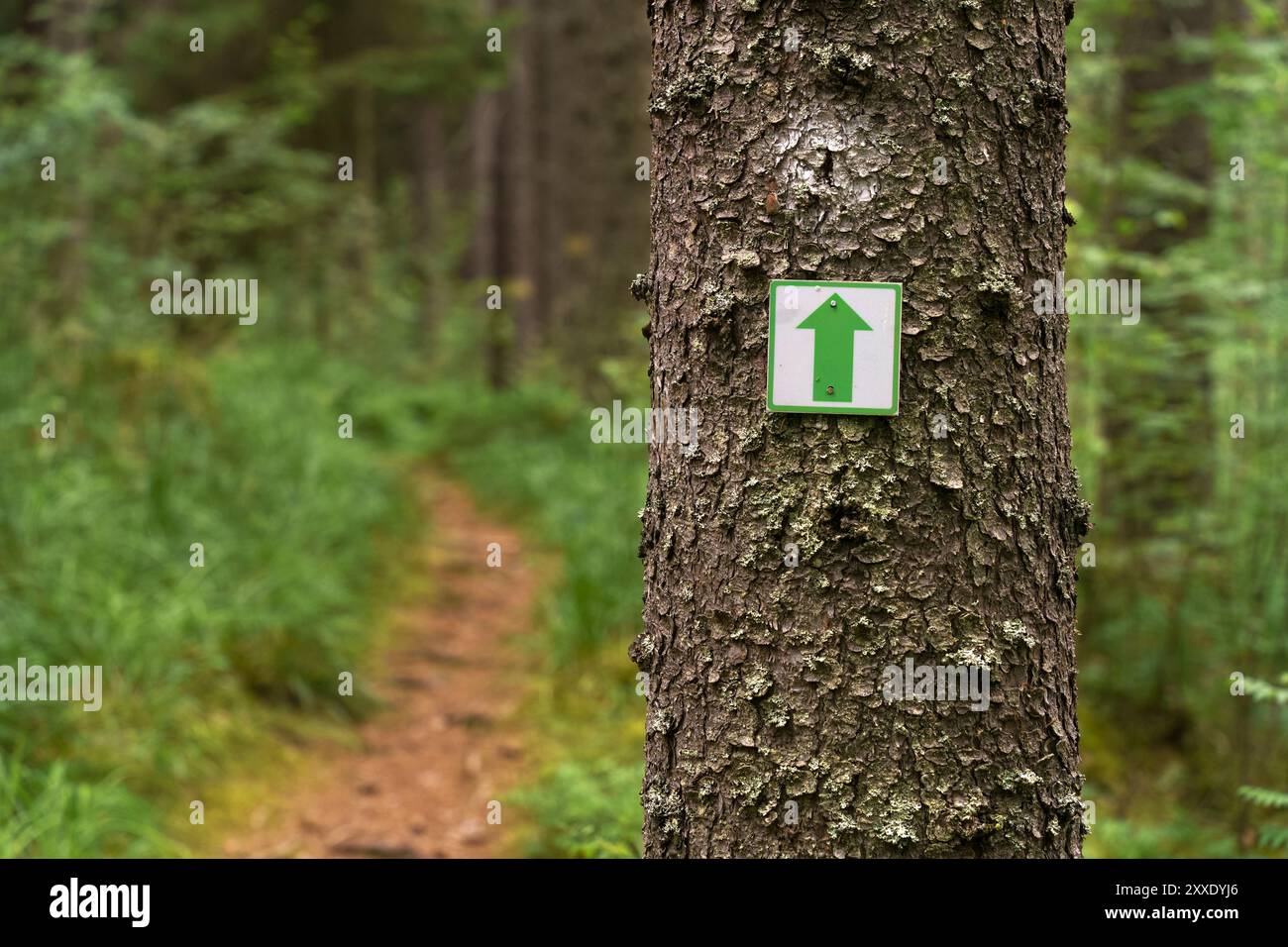 Cartello che indica la direzione del sentiero escursionistico in una foresta lussureggiante durante il giorno Foto Stock