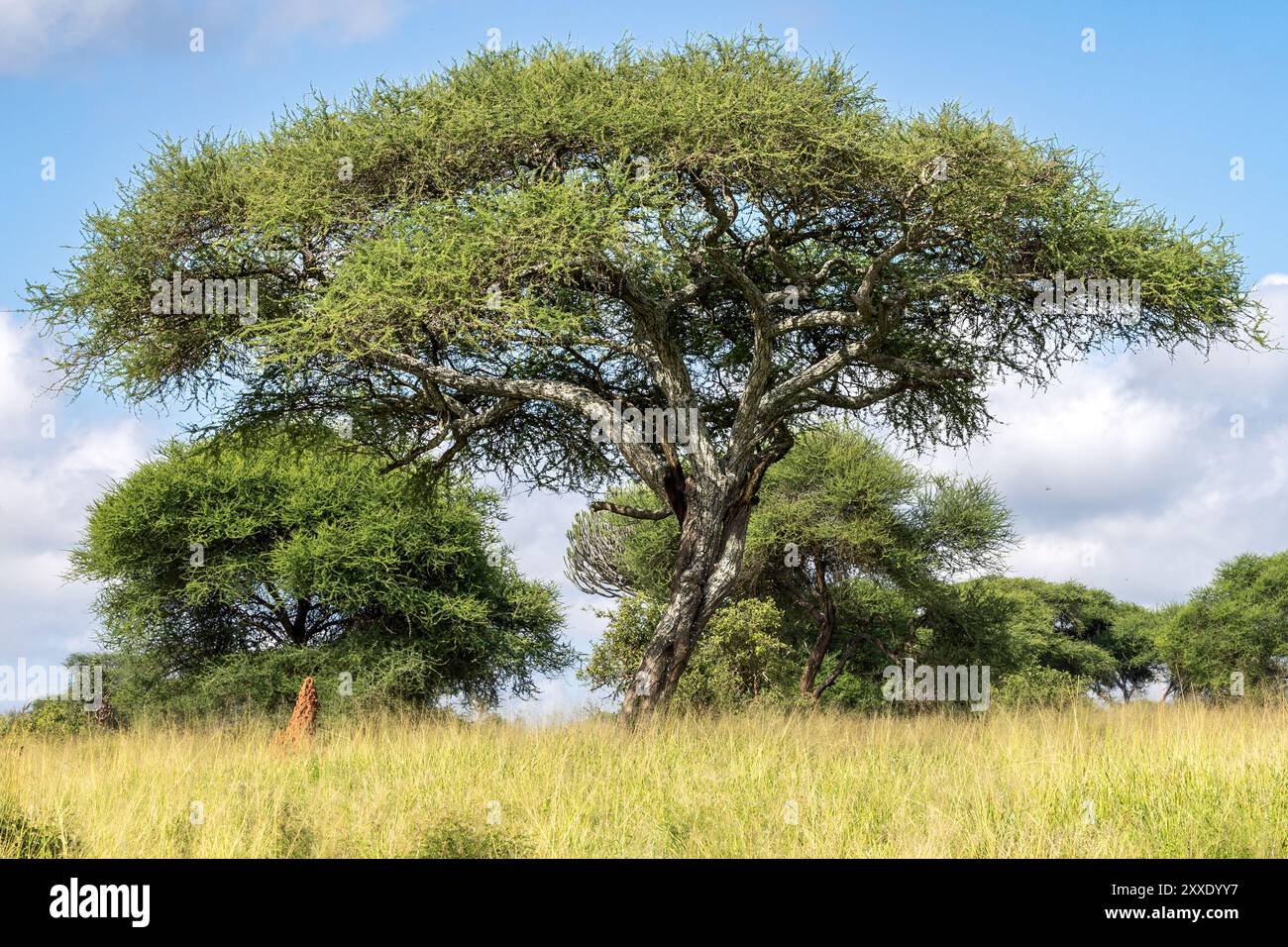 Vista, albero di acacia in cima piatta, Parco Nazionale di Tarangire, Tanzania Foto Stock