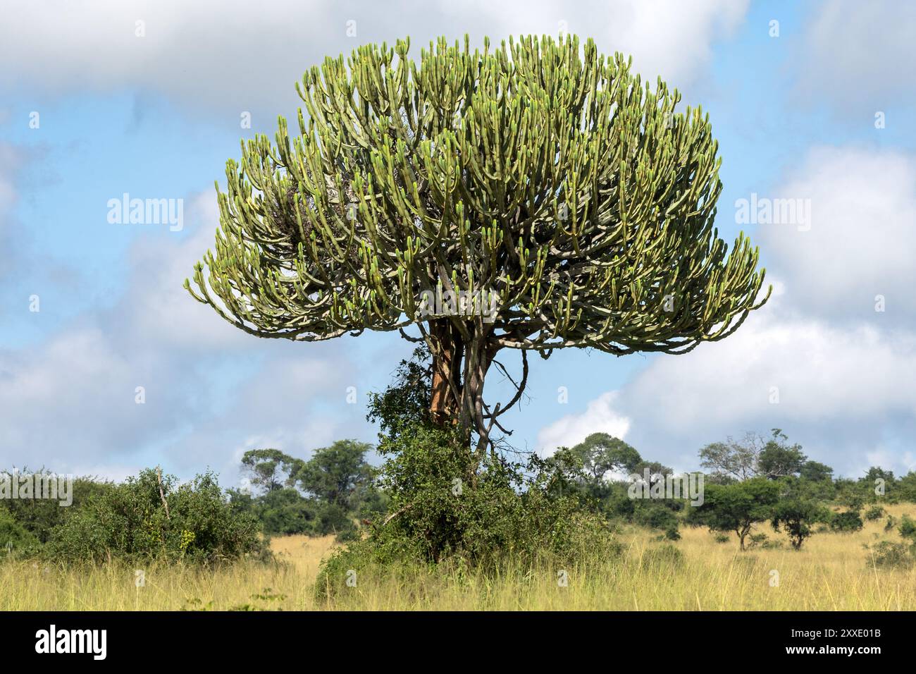 Euphorbia candelabrum, lattice tossico, Tarangire National Park, Tanzania Foto Stock