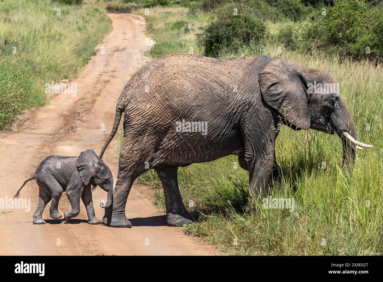 Elefante, madre con <1yo vitello, attraversamento pista, Parco Nazionale del Tarangire, Tanzania Foto Stock