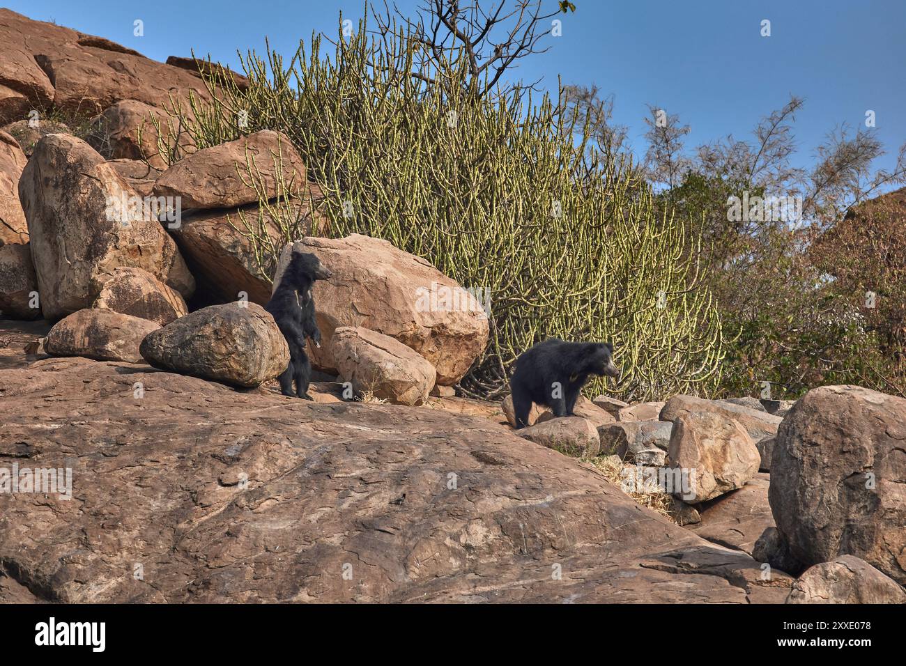 Il bradipo vigile si trova nel suo habitat al Daroji Sloth Bear Sanctuary, in India. Foto Stock