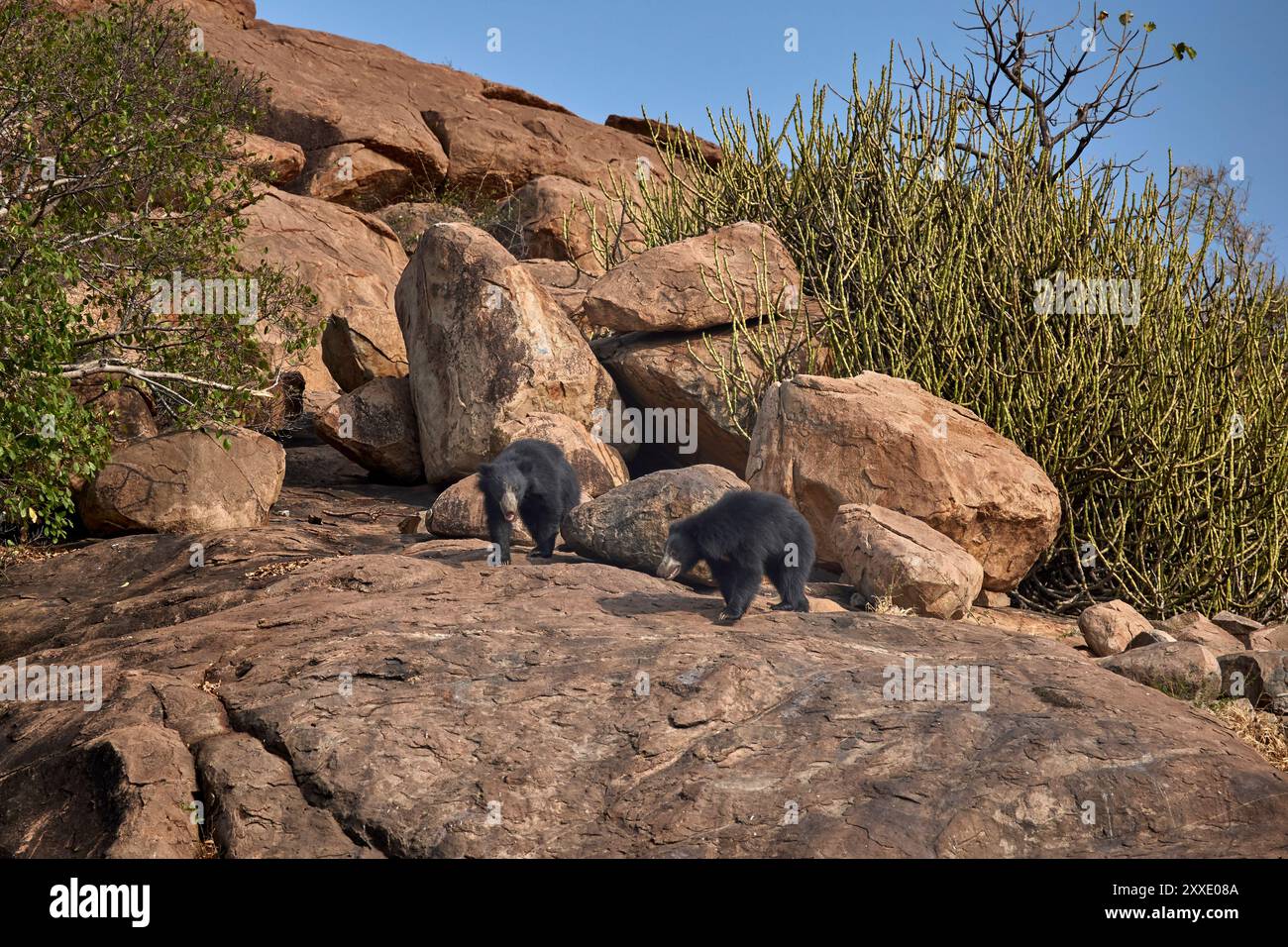 Una famiglia di orsi bradipi nel suo habitat al Daroji Sloth Bear Sanctuary, India. Foto Stock