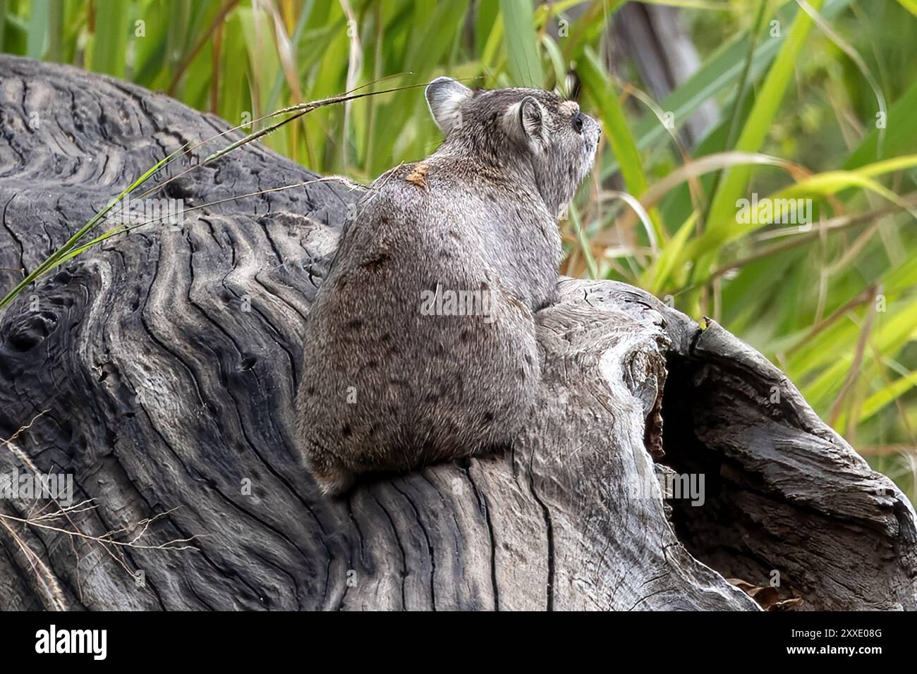 Rock hyrax, Tarangire National Park, Tanzania Foto Stock