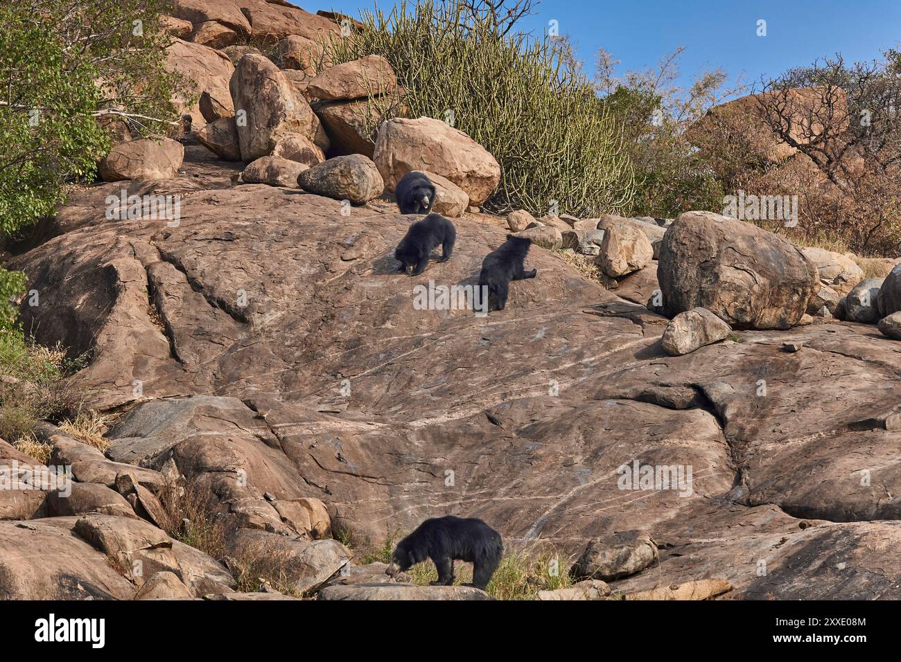 Una famiglia di orsi bradipi nel suo habitat al Daroji Sloth Bear Sanctuary, India. Foto Stock