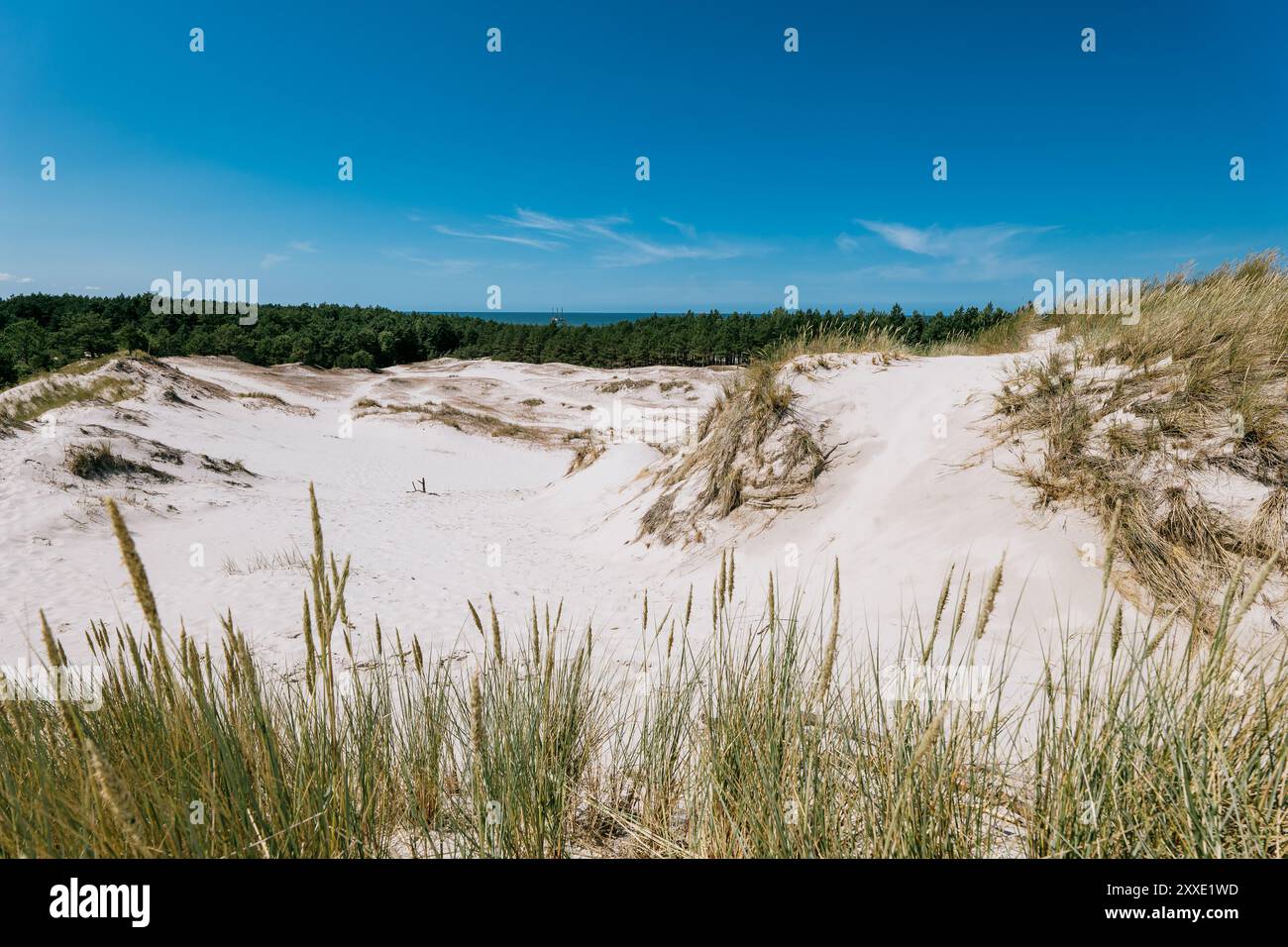 Dune sul Mar Baltico. Erba in primo piano. Foresta e mare in lontananza. Lubiatowo, Polonia Foto Stock