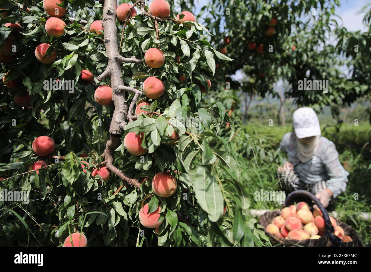 CHENGDE, CINA - 24 AGOSTO 2024 - Un coltivatore di frutta raccoglie pesche fresche in un frutteto nel villaggio di Wulongji, nella città di Chengde, nella provincia di Hebei della Cina settentrionale Foto Stock