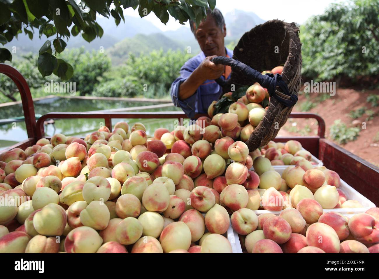CHENGDE, CINA - 24 AGOSTO 2024 - Un coltivatore di frutta raccoglie pesche fresche in un frutteto nel villaggio di Wulongji, nella città di Chengde, nella provincia di Hebei della Cina settentrionale Foto Stock