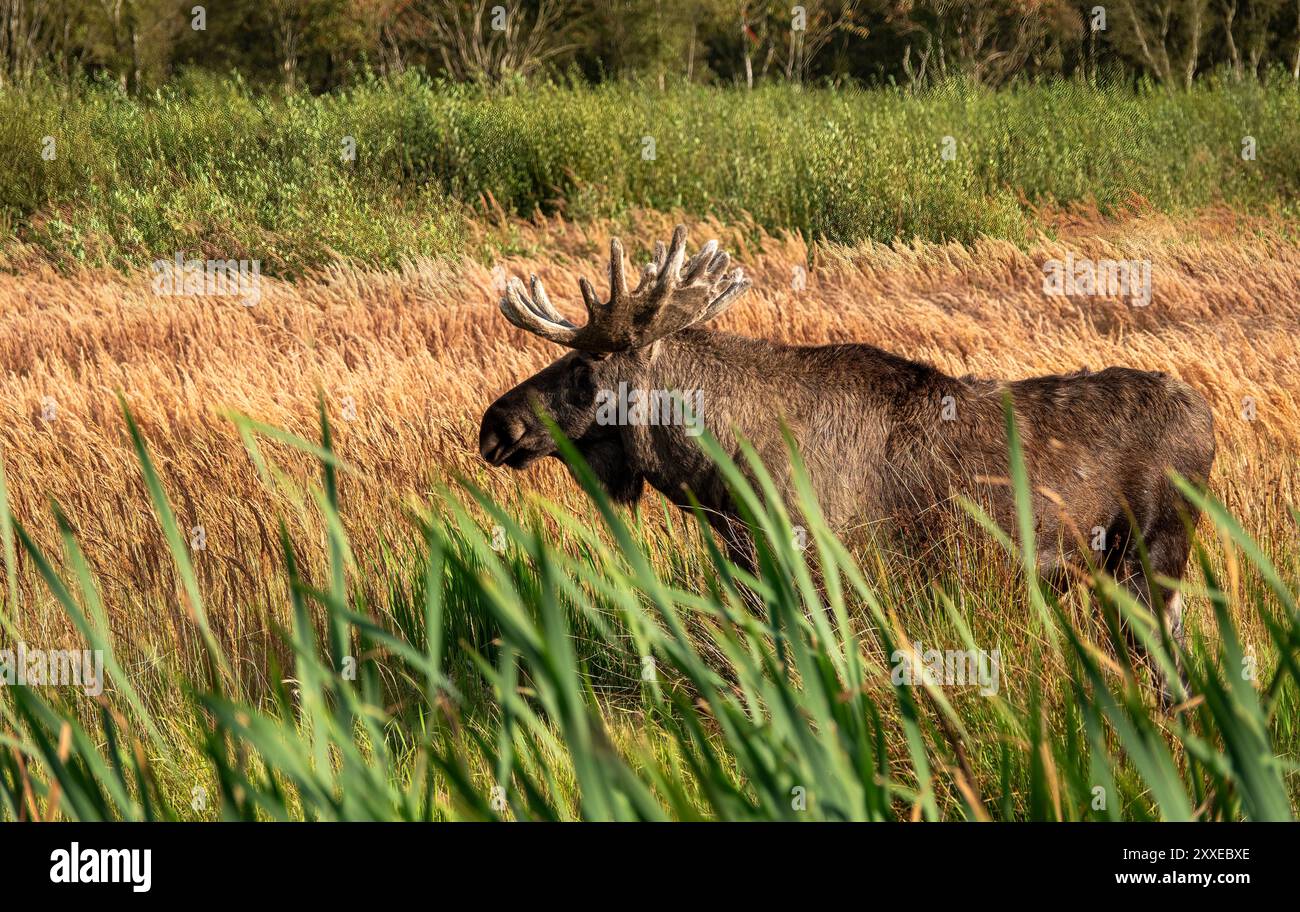 un animale selvatico di alci con grandi palchi che vivono nel parco naturale di lille vildmose, l'unica area selvaggia dove è possibile vedere alci, cervi, volpi e altri animali selvatici Foto Stock