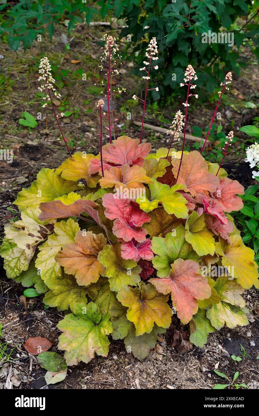 Cespuglio fiorito di varietà Heuchera Caramel con fogliame multicolore: Giallo, rosso o rosa, arancione, verde chiaro - un affascinante pianta ornamentale perenne Foto Stock