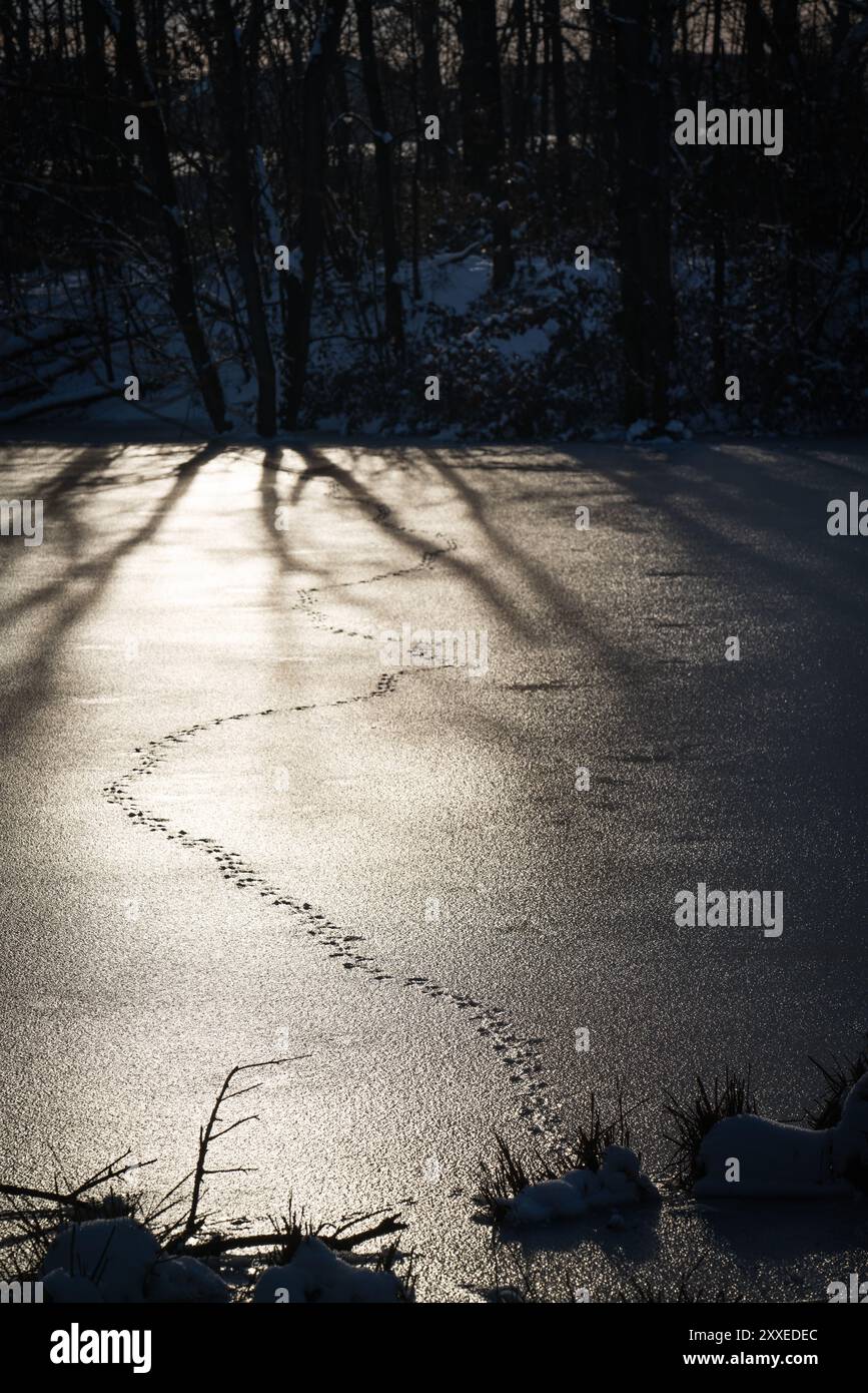 Tracce di animali sulla superficie ghiacciata di un lago ghiacciato. Una scena invernale. Foto Stock