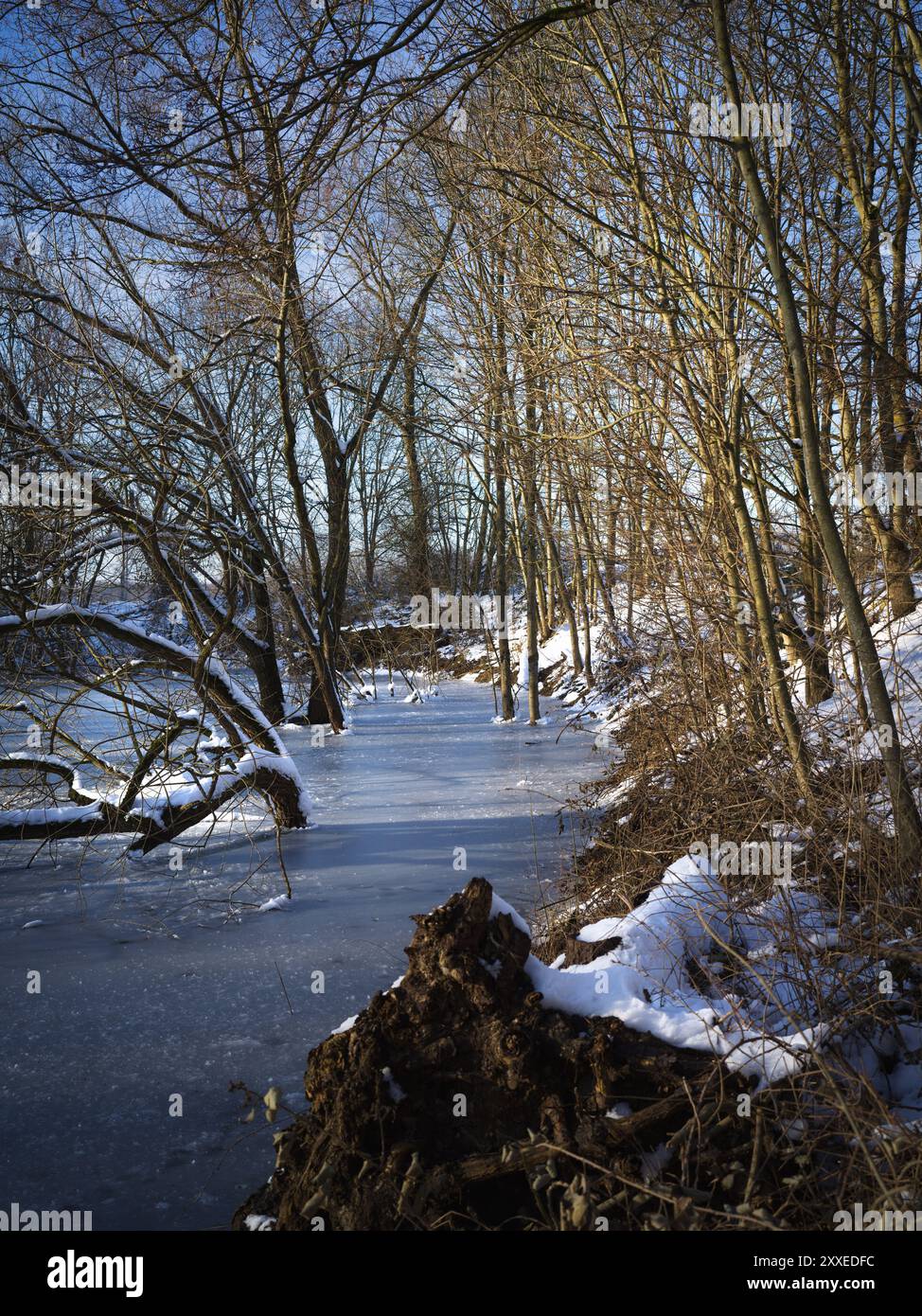 Zona sponda ghiacciata di una pianura alluvionale fluviale alla luce della sera. Una scena invernale. Foto Stock