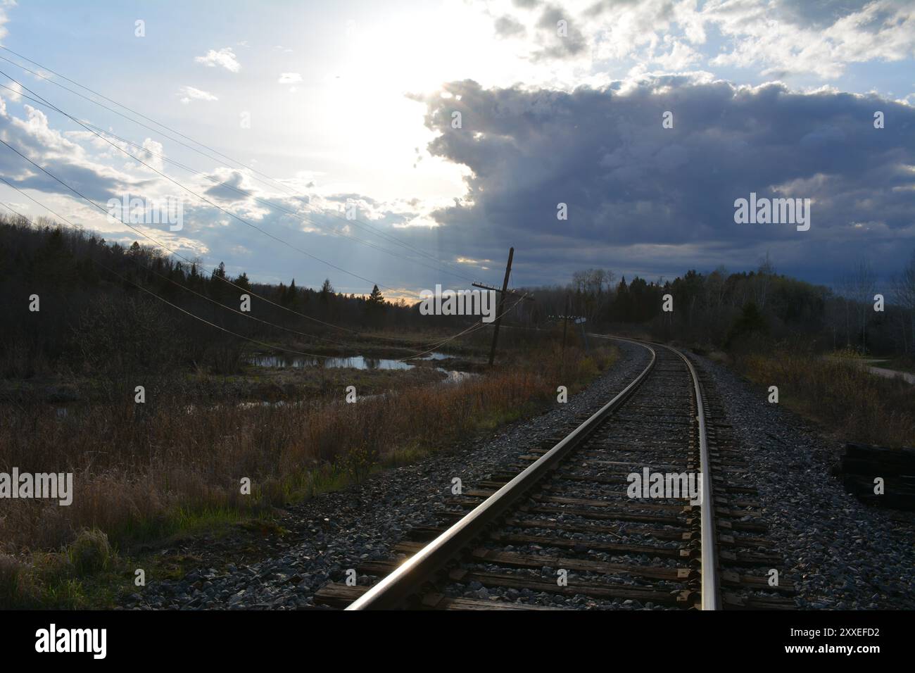 Campo di grano nell'Ontario vicino ad Arnprior con vecchio fienile in legno sullo sfondo con cielo blu Foto Stock