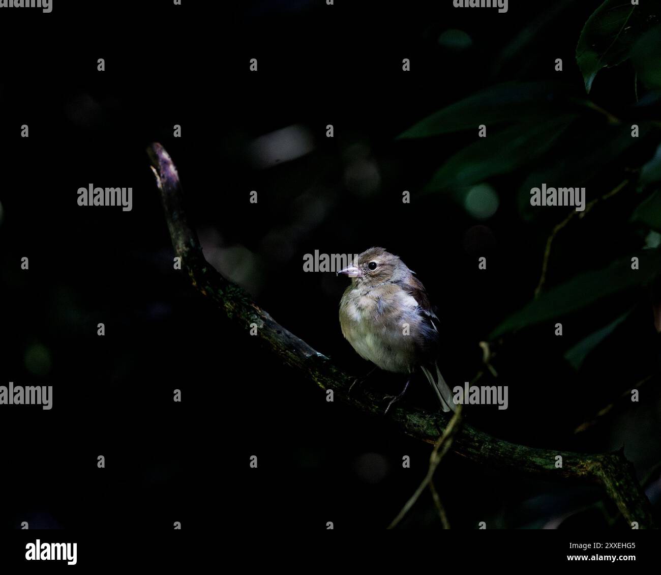 Chaffinch arroccato in un albero, estate 2024, Regno Unito Foto Stock