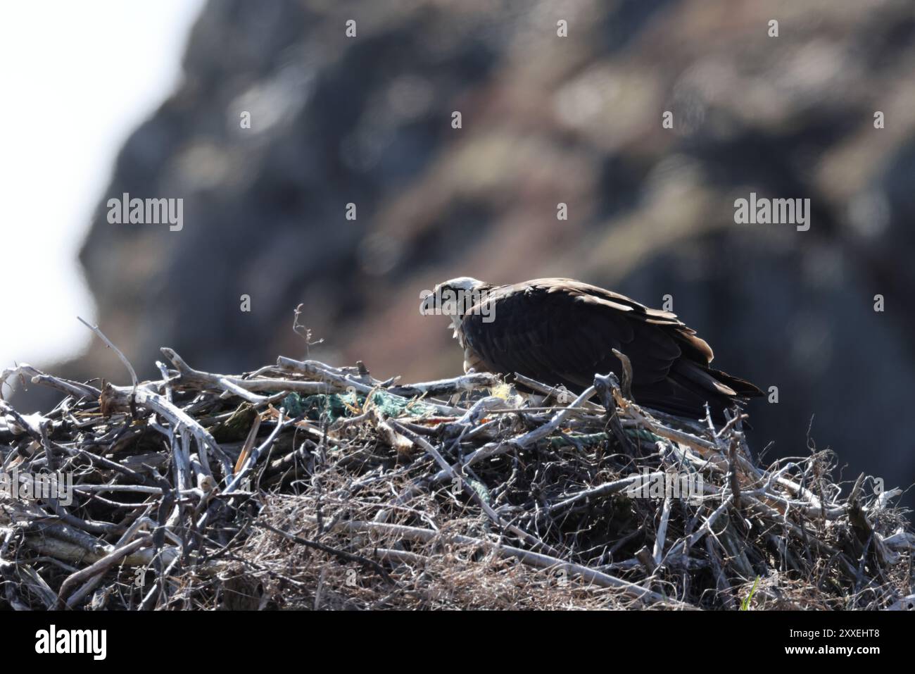 osprey (Pandion haliaetus) giovane uccello nel nido sulla costa di Terranova in Canada Foto Stock