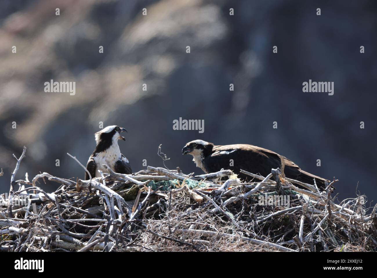 osprey (Pandion haliaetus) giovane uccello nel nido sulla costa di Terranova in Canada Foto Stock