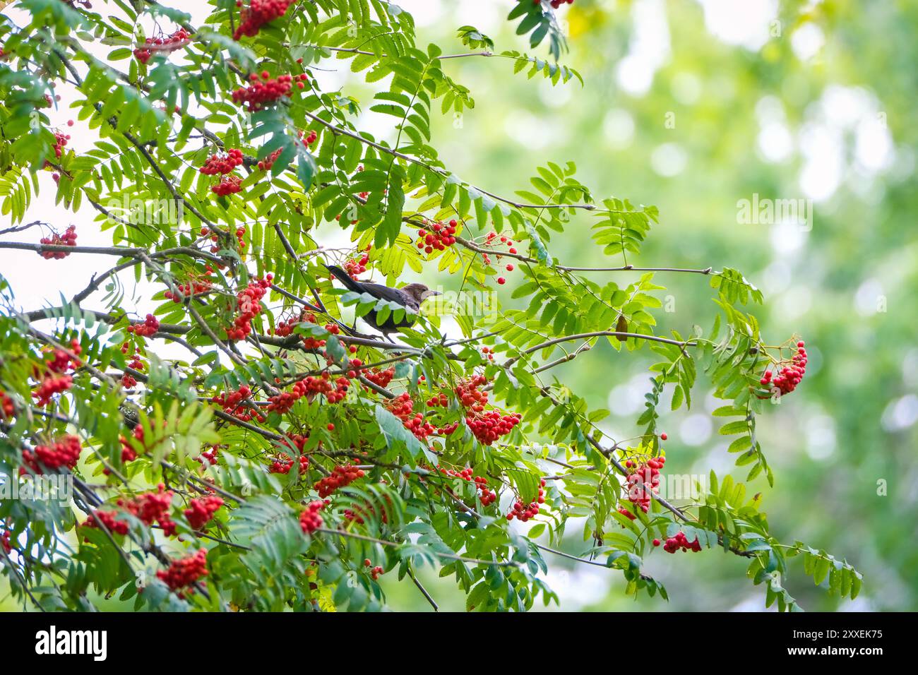 Un uccello nero sedeva in un albero di Rowan pieno di bacche rosse nutrendosi da loro nel mese di settembre nell'Hampshire britannico. Foto Stock