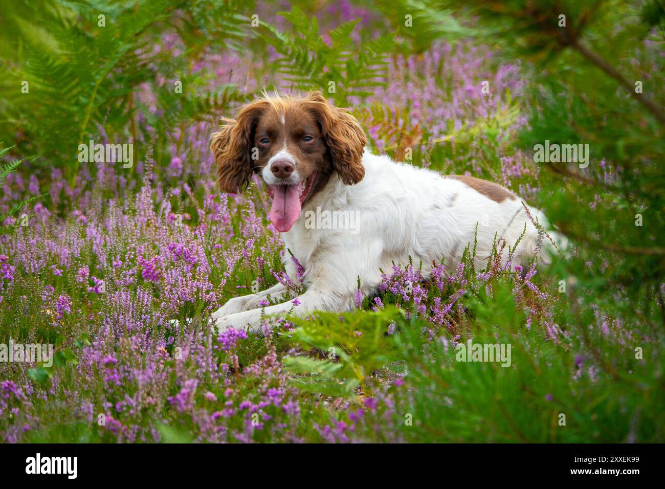 Uno spaniel inglese di Springer posato in erica e felce in un colorato pallet verde e viola in un ambiente di campagna. Foto Stock
