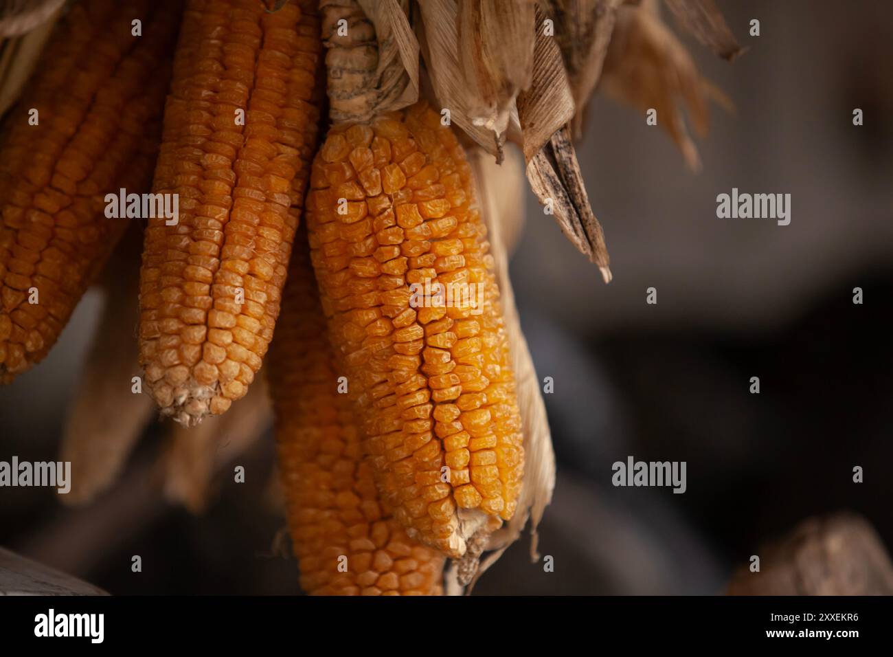 Il mais dolce veniva appeso ad asciugare. Messa a fuoco selettiva, copia spazio. Foto Stock